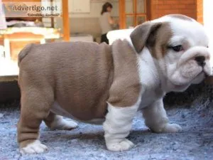 eavy Bones English Bulldogs