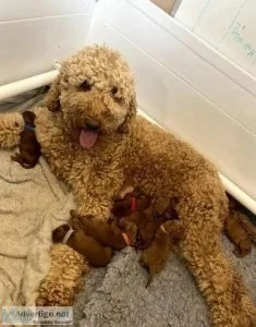 Australian Labradoodle Puppies
