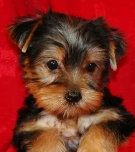 Cutie yorkie puppies for adoption