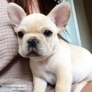 Purebred AKC registered French Bulldog puppies