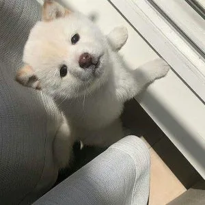 Akita puppies for sale near me