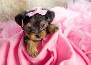 Yorkiepoodle