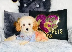 Toy Poodle Puppies