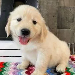 Golden retriever puppies