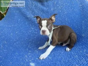 Boston Terrier Puppies