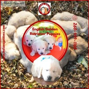 English Golden Retriever Puppies - Adopt from Indiana Goldens