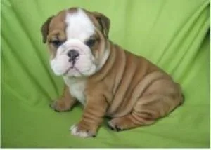 Breath Taking English Bulldog Puppy
