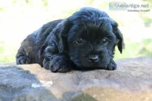 Washington male Shihpoo