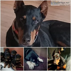 DOBERMAN PUPPIES