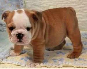 They are 11 weeks old potty trained vaccinated and dewormed