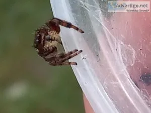 Phidippus clarus jumping spider(captive bred )male..instar 5