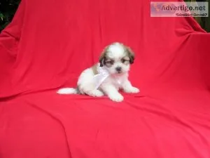 Beautiful Morkie Puppies