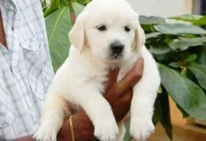 AKC Golden Retriever Puppies