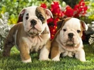 Awesome English Bulldog 300.00