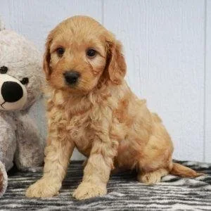 Fb1 Male and FEMALE Mini Golden Doodle available