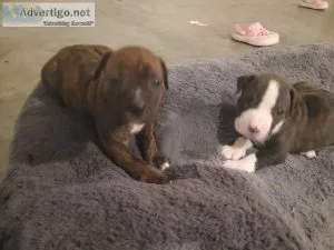 5 week old American pitbull pups