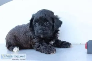 Bali male Shihpoo