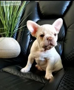 French Bulldog