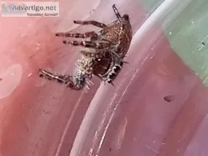 Phidipus putnami jumping spiders (captive bred)instar 5