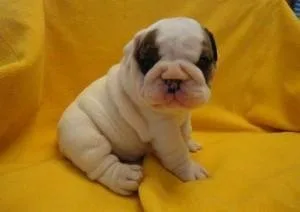 Our little bundle of joy is 11 weeks of age and is available to 