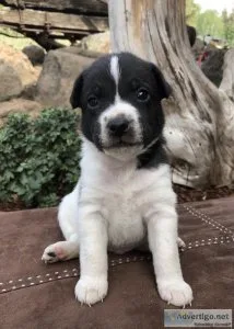 Beautiful Jack Russell terrier puppies