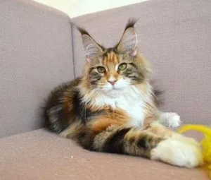 Maine Coon Kittens