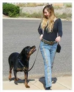 5 tips owners can apply to keep their dogs mentally stimulated