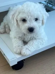 bichon frise puppies