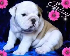 Fantastic English bulldog puppies available