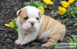 English Bulldog puppies with buttery fawn and white coat