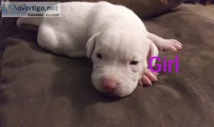 American Blue Nose pitbulls