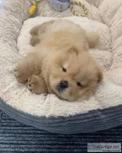 Chow Chow puppies for sale near me