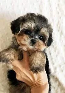 Mini Yorki poo teddy bear face.