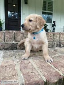 Golden retriever puppies for sale