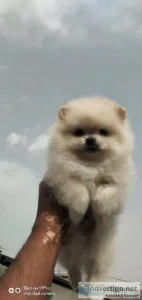Buy High-Quality Dog Pups Online at Affordable Prices