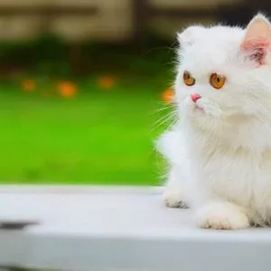 Cat for Sale in India