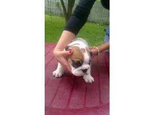 Cute English Bulldog Pups Available