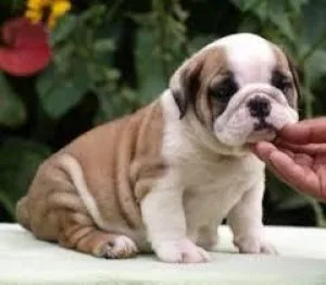Awesome  English Bulldogs for adoption. One male and female left