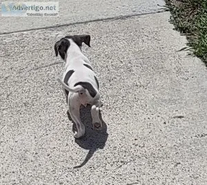 Bluenose Pitbull Puppies