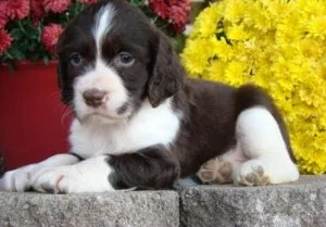 English Springer Puppies