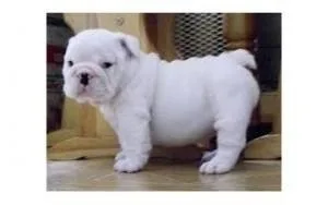 English Bulldog puppies available. We have a beautiful new litte