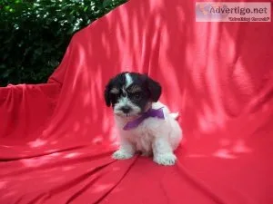 Morkie Puppies