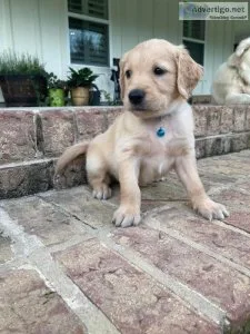 Golden retriever