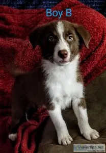 Border Collie Puppies
