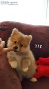 Pomeranian puppies
