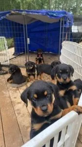 Rottweiler Puppies