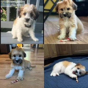 Shihpoo puppies