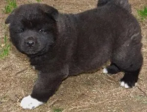 Adorable Akita puppies  for sale
