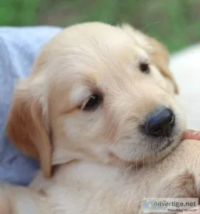 Golden retriever puppies