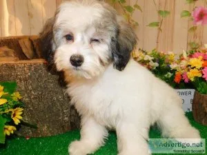 Chicago Toy Poodle 34 Type. NonsheddingAllergy Free.